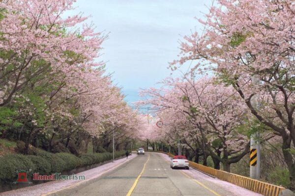 Đường Dalmaji Haeundae - Busan - Hàn Quốc